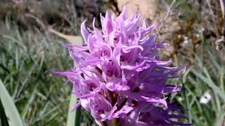 Orchis italica  cyprus [upl. by Yahsal]