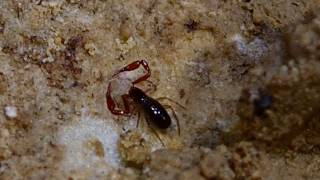 pseudoscorpion repas [upl. by Lalaj184]