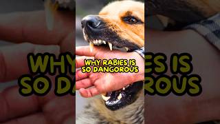 Rabies is Worse Than You Think😰 [upl. by Asilla]