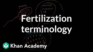 Fertilization terminology gametes zygotes haploid diploid  MCAT  Khan Academy [upl. by Losyram]