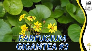 Exploring FARFUGIUM GIGANTEUM 3 in 2 Minutes  Striking Foliage for Your Shade Garden [upl. by Weinstock]