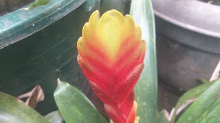 Bromeliad Vriesea plant with flaming sword flower [upl. by Acinok]