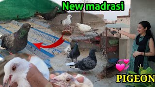 Naye madrasi kabootar agyenew pigeon videonew pigeon🤗 [upl. by Sirraf]