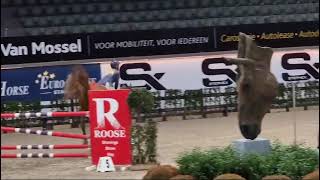 Mc Gyver van t ruytershof 2de plaats 130m silver azelhof [upl. by Aninad301]