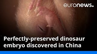 Perfectly preserved embryo discovered in dinosaur egg [upl. by Kellene]