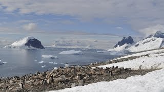 Antarctica the frozen kingdom Antarctic Wildlife Documentary [upl. by Dray]