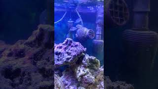 Acclimating my 3 new chromis PART 1 shorts [upl. by Leirea]