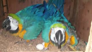 Parrot Hatching Eggs  Blue and Golden Macaw Hatching Eggs  Blue and Gold Macaw breeding pair [upl. by Gilead]