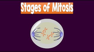 Stages of Mitosis  Biology Animation [upl. by Elysha]