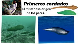 Los primeros cordados ¡Descubre el origen de los peces [upl. by Eli]