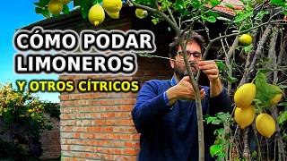 Cómo PODAR LIMONERO y otros Cítricos Paso a Paso y Cuidados para no equivocarse [upl. by Navonoj]