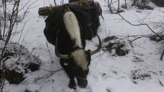 With two yaks through the Jura mountains [upl. by Auqinahc]