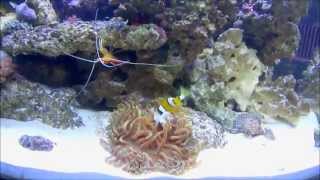 Clownfish Feeding Anemone [upl. by Tenaej]