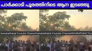 പാർക്കാടി പൂരത്തിനിടയിൽ ആന ഇടഞ്ഞു  Elephant attack in kerala  Parkkadi pooram 2024 [upl. by Horwath]