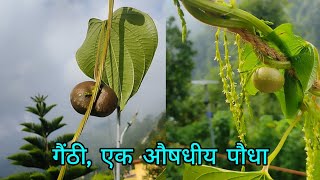 गैंठी Air potato Dioscorea bulbifera  Medicinal Plant [upl. by Cacka674]