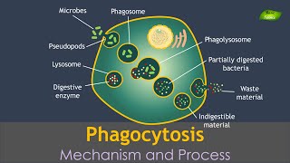 Phagocytosis Animation  Notes  Immunology  Basic Science Series Hindi [upl. by Skipton]