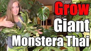 Grow a Giant Monstera Thai Constellation A Repotting Strategy That WorksThai Constellation UpPot [upl. by Tace]