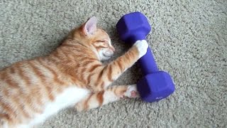 A Kittens Guide to Exercise [upl. by Sherfield342]