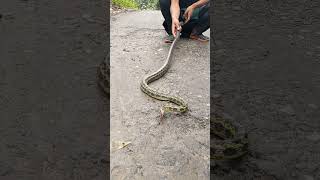 The checkered keelback Fowlea piscatorsnake nature viralvideo [upl. by Heilner]