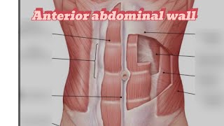 Anterior abdominal wall ospe  Anatomy  model [upl. by Darcia]