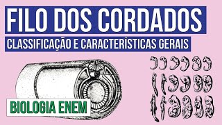 FILO DOS CORDADOS classificação e características gerais  Biologia para o Enem  Cláudia Aguiar [upl. by Aderb117]