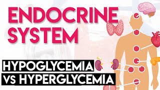 Hypoglycemia vs Hyperglycemia  Endocrine System Part 3 [upl. by Pippa]