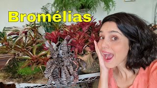 BROMÉLIA dicas de cultivo Aprenda sobre a planta que é ideal para paredes e jardins verticais [upl. by Seira]