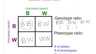 Bio 85 Non Mendelian Genetics  Incomplete amp Codominance [upl. by Ligetti]