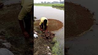 Azolla Management before Transplanting Paddy shorts [upl. by Urian377]