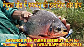 Natural pond Mai roop Chanda Fish growth [upl. by Aivatra]