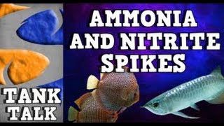 quotAmmonia and Nitrite spikesquot Tank Talk 81913 Presented by KGTropicals [upl. by Hermon206]