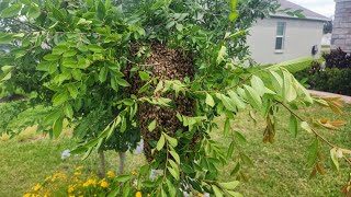 Honey Bee Swarm Retrieval [upl. by May641]