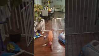 Reggie our puggle opening the child gate [upl. by Saucy483]