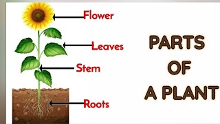 Exploring the Main Parts of a Plant🌿🌸 Learning for Kids🏝🏜🎄🎋 [upl. by Zulaledairam]