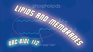 Lipids And Membranes  Biol 112 at UBC [upl. by Marka]