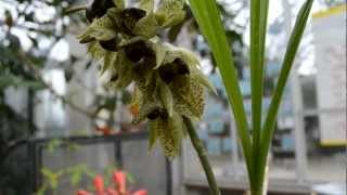 Popping pollen Catasetum sanguineum in action  THE HUNTINGTON [upl. by Aihseken]