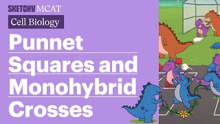 Punnett Squares and Monohybrid Crosses Full Lesson  Sketchy MCAT [upl. by Idette90]