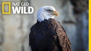 Bald Eagle Feeding Frenzy  United States of Animals [upl. by Ykcaj]