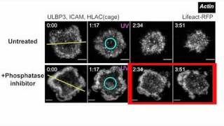 biosights February 21 2011 Curbing the Killer Instinct [upl. by Eikram756]