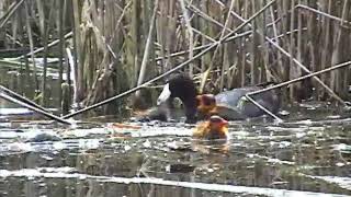 Mother coot attacks brood parasite chick [upl. by Christensen]