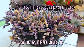 OTHONNA CAPENSIS VARIEGATA suculentas jardin [upl. by Sadira230]