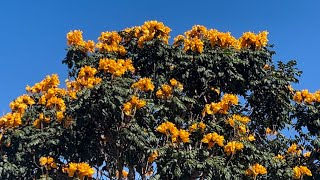 The African Tulip Tree Rare Yellow Form Spathodea campanulata [upl. by Pax]