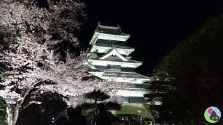 Walk through the Sakura at Matsumoto Castle The Night Time Cherry Blossoms Festival [upl. by Hiro815]