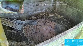 Live Stream Nest Cam Kestrel Nest Box Torenvalk Nestkast [upl. by Clorinda757]