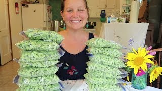 Freezing Green Beans Without Blanching Them First  Garden Harvest Preservation [upl. by Genisia]