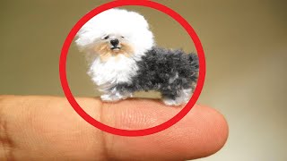 10 Worlds Smallest and Cutest Dog breeds [upl. by Lucho810]