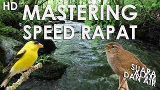 TERAPI MASTERING SPEED RAPAT JERNIH GOLD FINCH amp EURISIAN WREN  SUARA ALAM [upl. by Teddy]