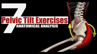 7 Pelvic Tilt Exercises  Anatomical Analysis [upl. by Jepum]