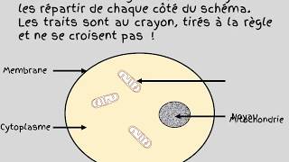 schema dune cellule animale [upl. by Irotal58]