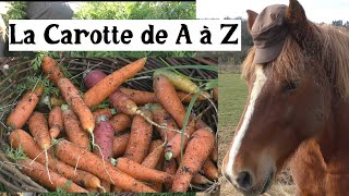 La Carotte de A à Z presque [upl. by Anehta]